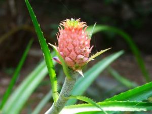 Ananas5