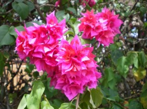 bougainvilliers