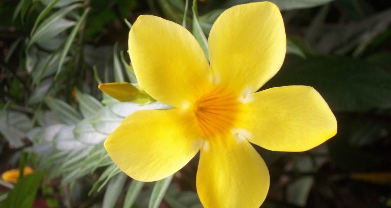 fleur guadeloupe