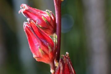 La groseille pays –  La santé par les plantes