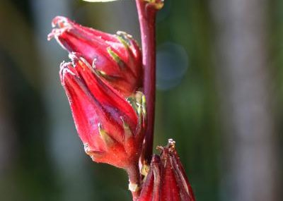 La groseille pays –  La santé par les plantes