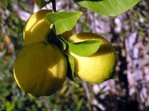 citron