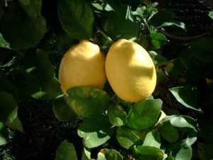 citron 4