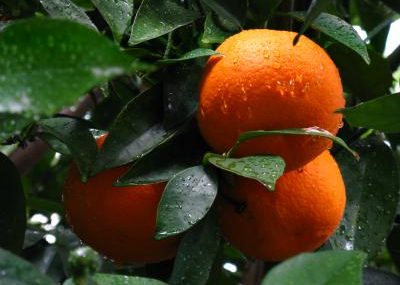 L&rsquo;orange