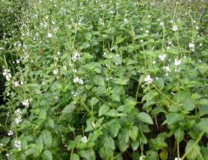 Verveine blanche Photo Dr Longuefosse