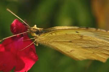 Fiscalité et « effet papillon »