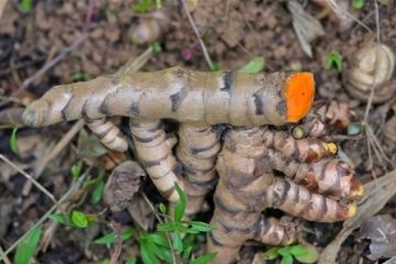 Plantes créoles et troubles métaboliques (2) : le cholestérol