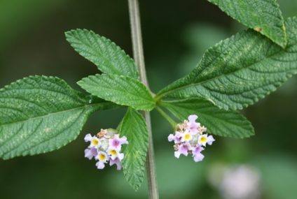 Les plantes créoles gustatives : la brisée