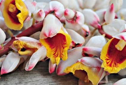 Les plantes créoles gustatives : l&rsquo;à-tous-maux