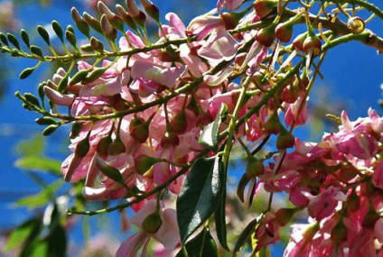 Les plantes créoles gustatives : le glycéria