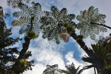 La Martinique, terre de randonnées