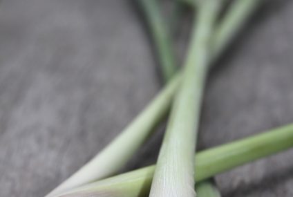 Les plantes créoles gustatives : La citronnelle Les plantes créoles gustatives : La citronnelle