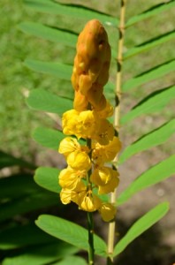 Cassia Alata Photo Dr Longuefosse