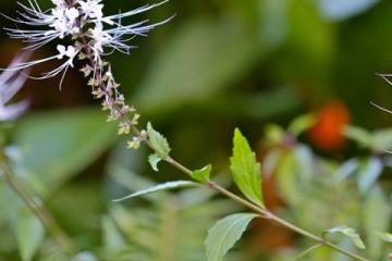 Plantes créoles de drainage – 1ère partie