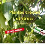 plantes creoles stress chronique