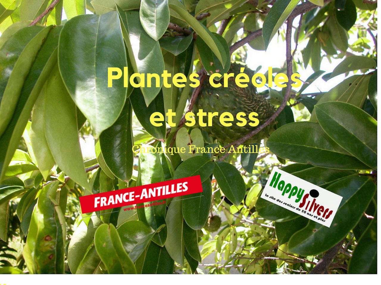 plantes creoles stress chronique