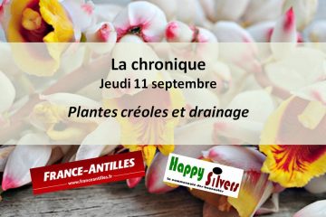 Des plantes créoles de drainage après les vacances