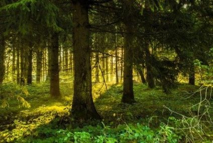 Agirc Arrco, l&rsquo;arbre qui cache la forêt : 2ème partie