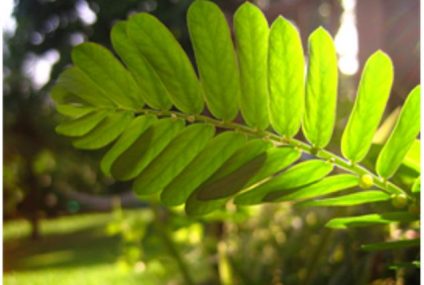 Plantes créoles, goutte et acide urique – 1ère partie