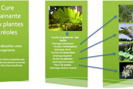 Plantes créoles, goutte et acide urique – 2ème partie Plantes créoles, goutte et acide urique – 2ème partie