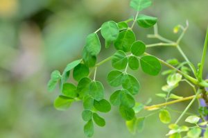 Moringa JL Longuefosse