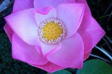 Le lotus, un allié de notre santé ?