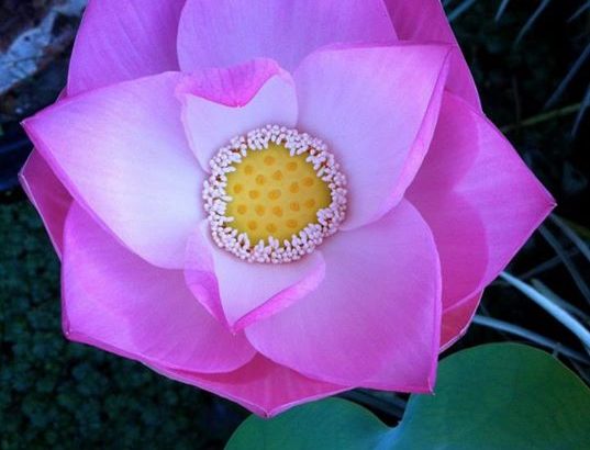 Le lotus, un allié de notre santé ? lotus Dr Jean Louis Longuefosse