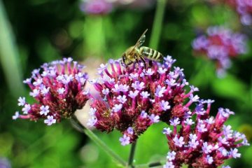 Mieux digérer et s’endormir avec la verveine