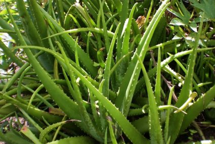 Les plantes créoles contre les troubles métaboliques (1) : le diabète Les plantes créoles contre les troubles métaboliques (1) : le diabète