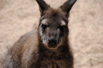 L’australie, une île continent by Alice – 2ème partie