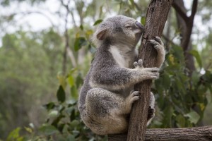 koala australie