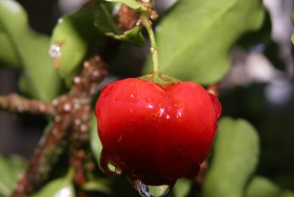 Des super fruits qui nous veulent du bien ! Partie 1 Des super fruits qui nous veulent du bien ! Partie 1