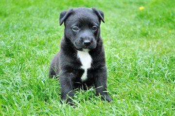 Ce chiot est-il fait pour vous ?