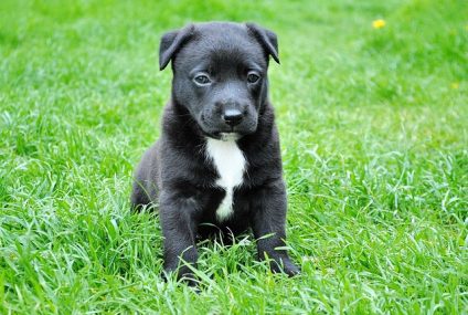 Ce chiot est-il fait pour vous ?