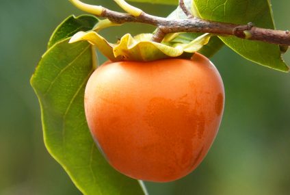 Des super fruits qui nous veulent du bien ! Partie 2 Des super fruits qui nous veulent du bien ! Partie 2