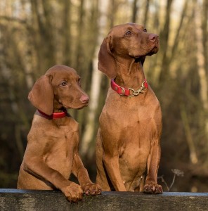 chiens