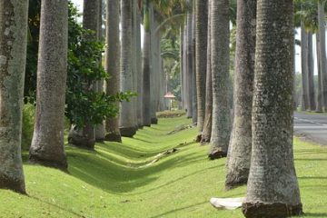 Les randonnées en Guadeloupe (suite)