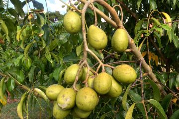 La prune de cythère, c’est si bon !