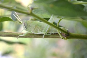 La Guyane, une terre tournée vers l’espace by Alice (1)