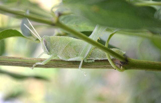 cricket guyane