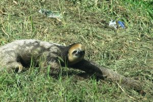 Paresseux paresseux guyane