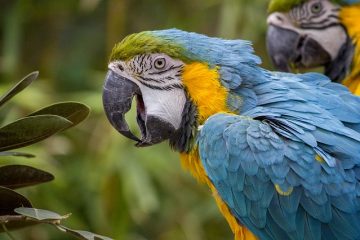 La Guyane, une terre tournée vers l’espace by Alice (2)