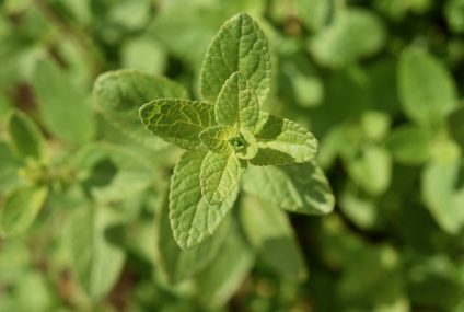 Quelques solutions naturelles contre les symptômes de la ménopause