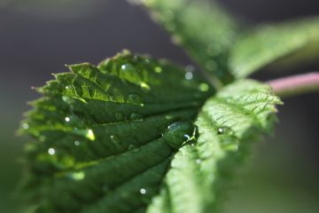 A la découverte de la menthe et de l’eucalyptus by Alice