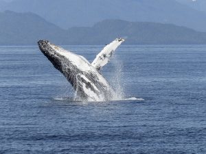 baleine a bosse