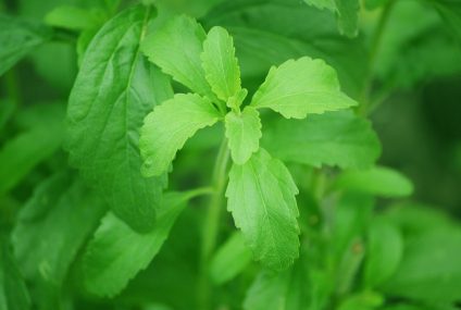 Le stevia, la plante sucrée –  La santé par les plantes