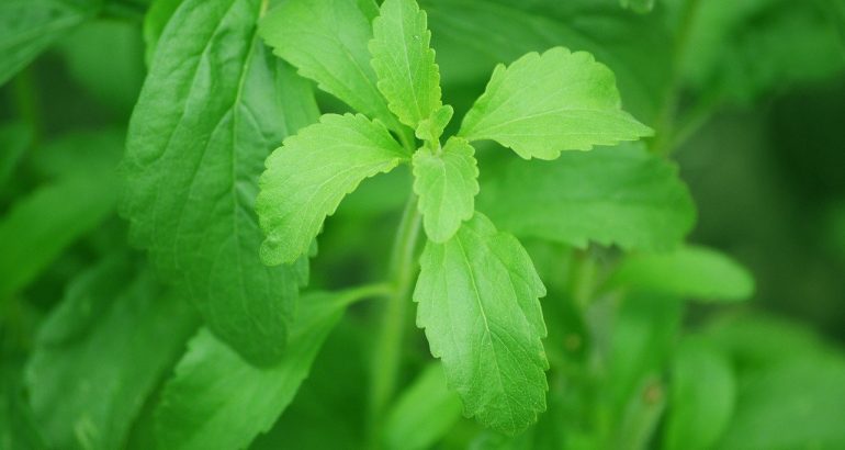 stevia