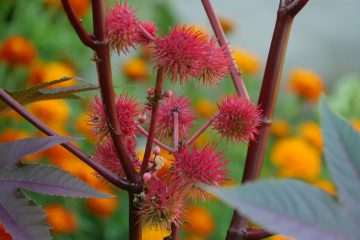 L’huile de ricin fait-elle toujours recette