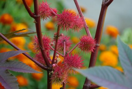 L&rsquo;huile de ricin fait-elle toujours recette