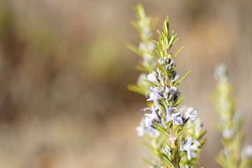 Une plante miracle : le romarin